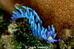 Pteraeolidia ianthina nudi branch...taken at Belitung Isl... by Teguh Tirtaputra 